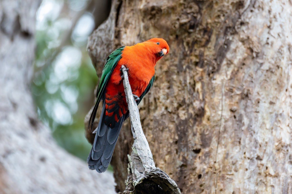 Australian King-Parrot - ML620695275