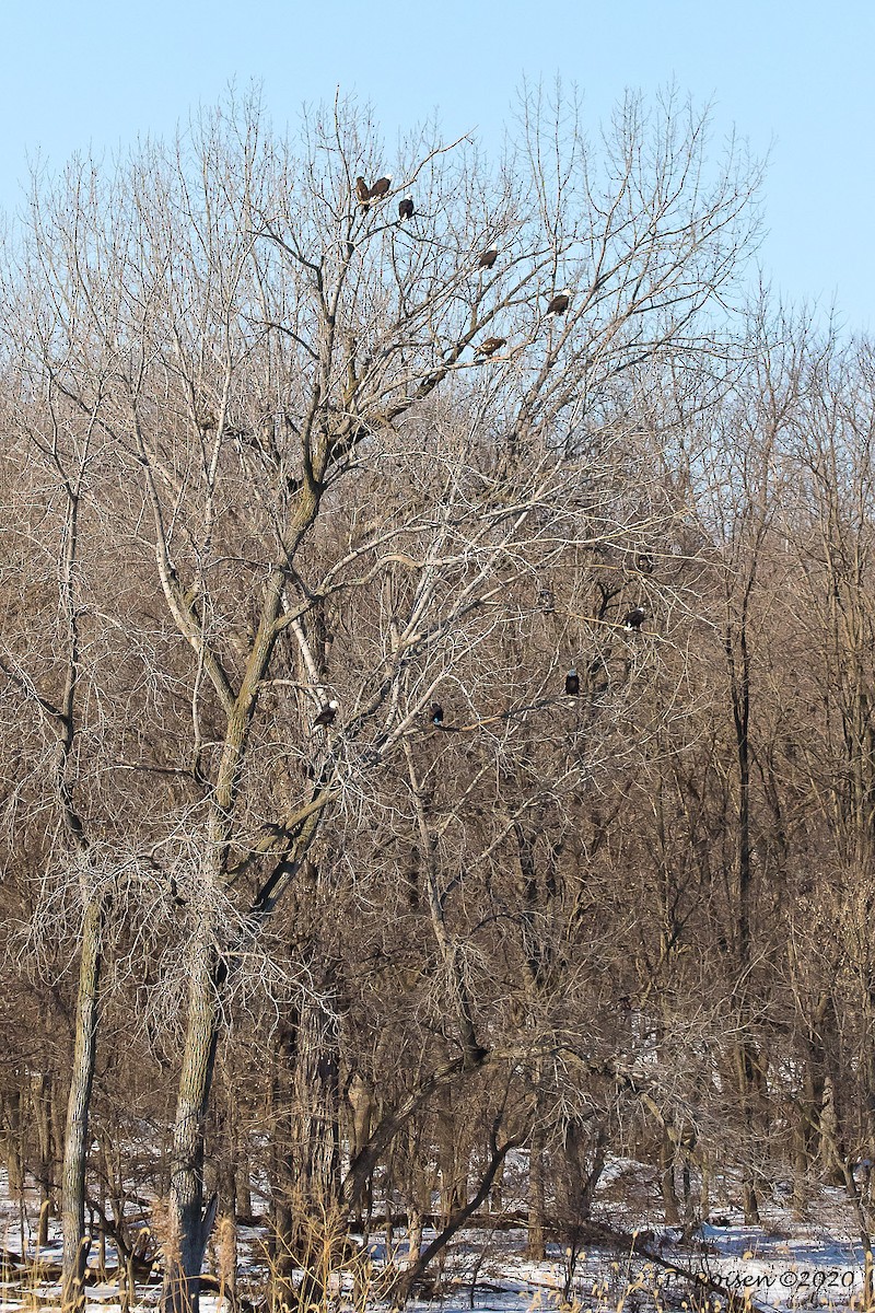 Weißkopf-Seeadler - ML620695277