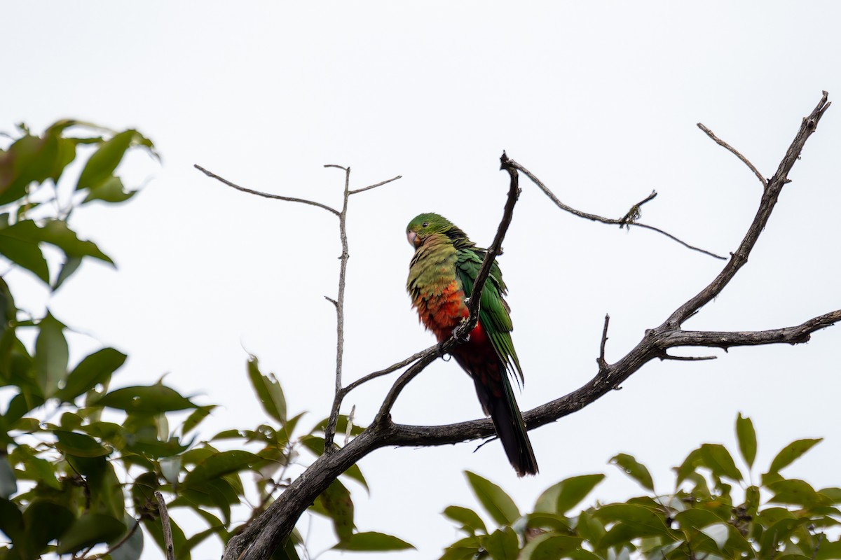 Australian King-Parrot - ML620695279