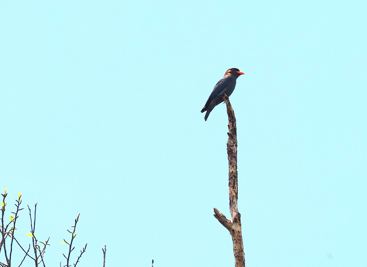 Fire-breasted Flowerpecker - ML620695286