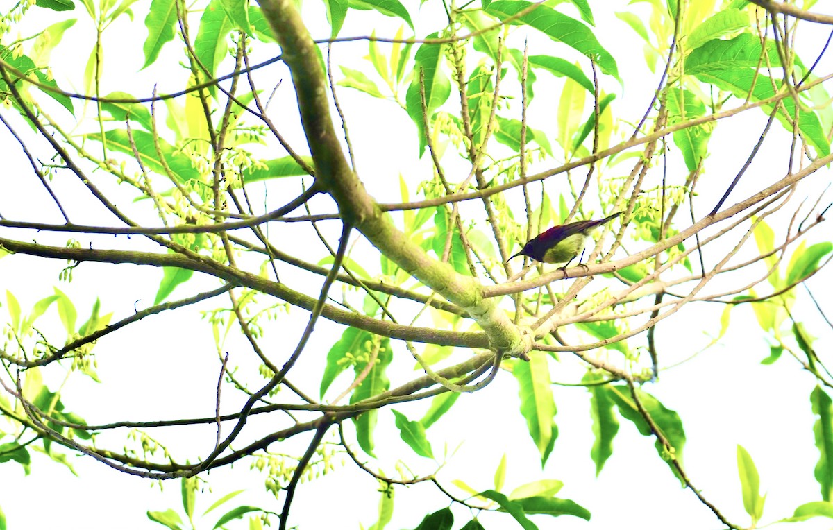 Black-throated Sunbird - 芳色 林