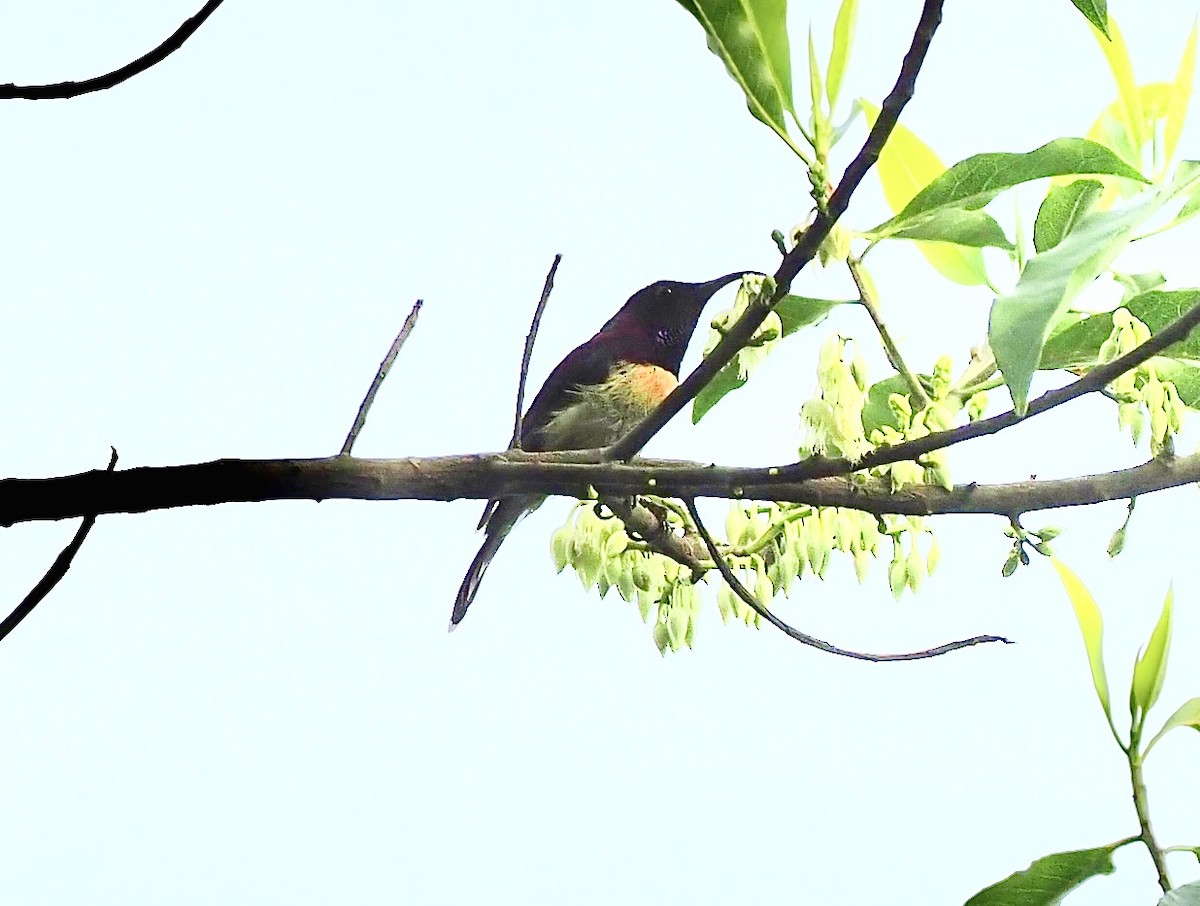 Fire-breasted Flowerpecker - ML620695288