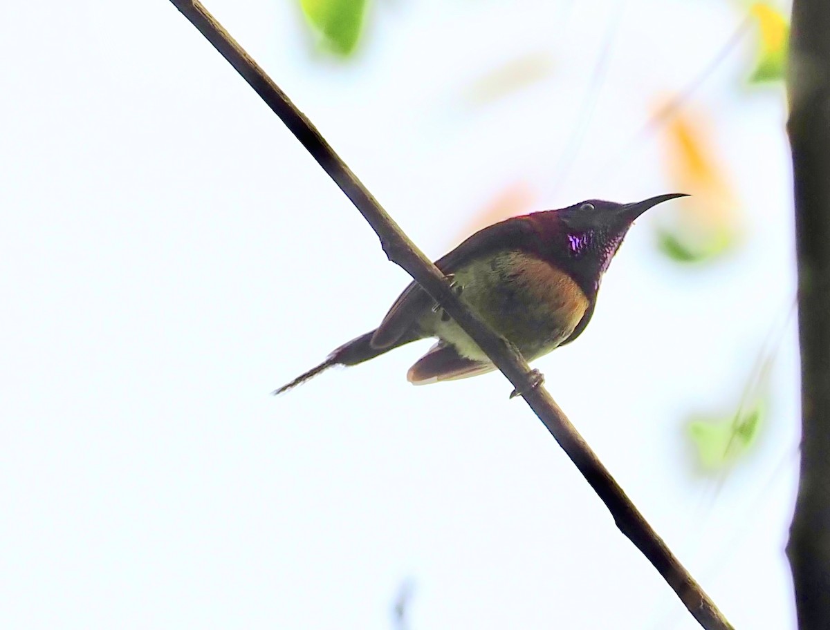 Fire-breasted Flowerpecker - ML620695289