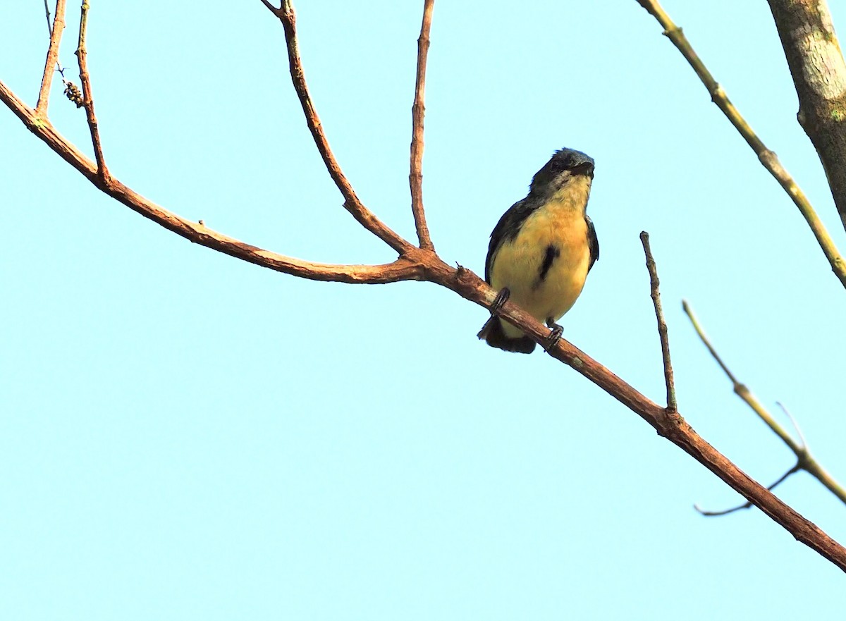 Fire-breasted Flowerpecker - 芳色 林