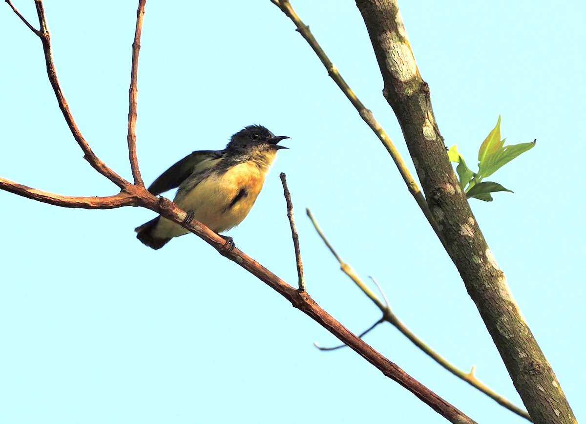 Fire-breasted Flowerpecker - ML620695291