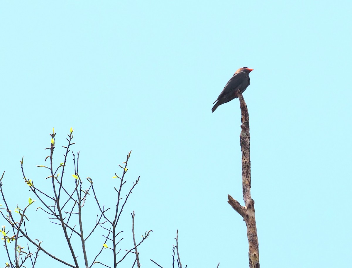 Fire-breasted Flowerpecker - ML620695293