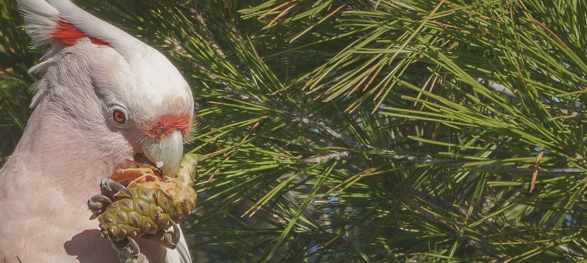 Pink Cockatoo - ML620695294