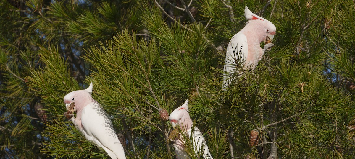 Pink Cockatoo - ML620695295