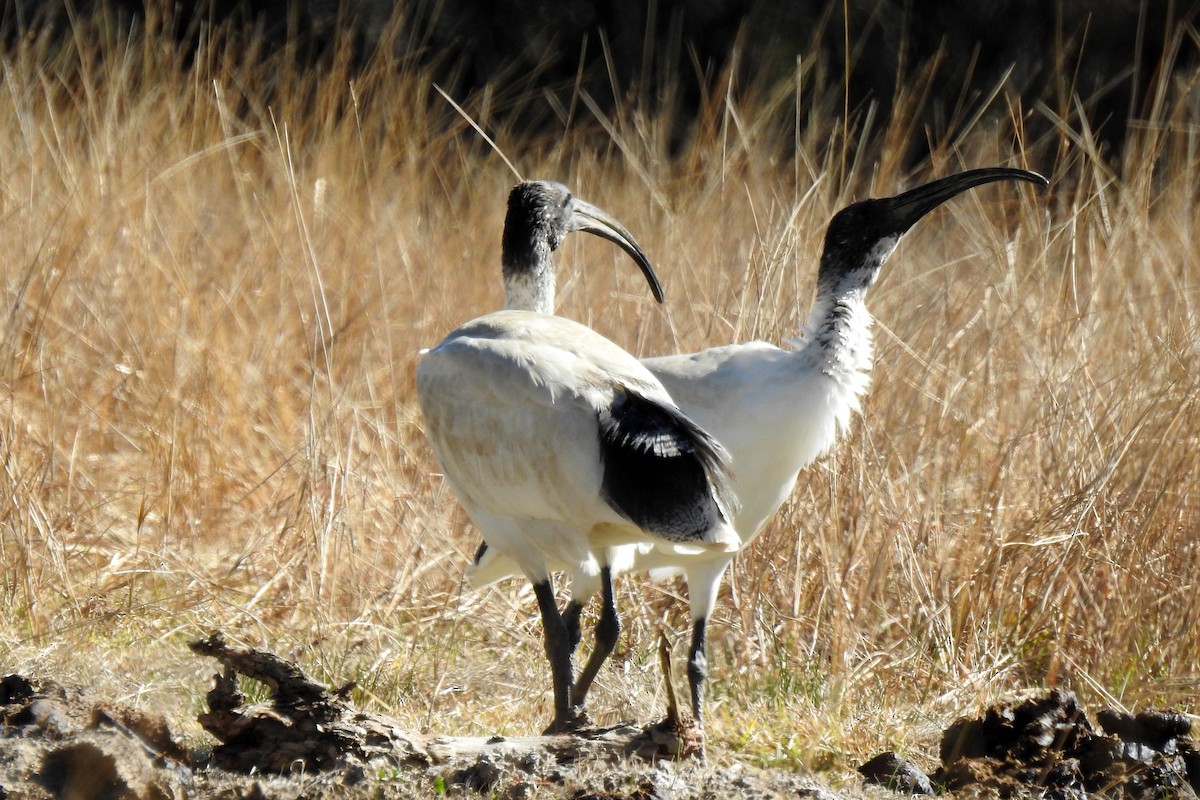 Ibis à cou noir - ML620695296