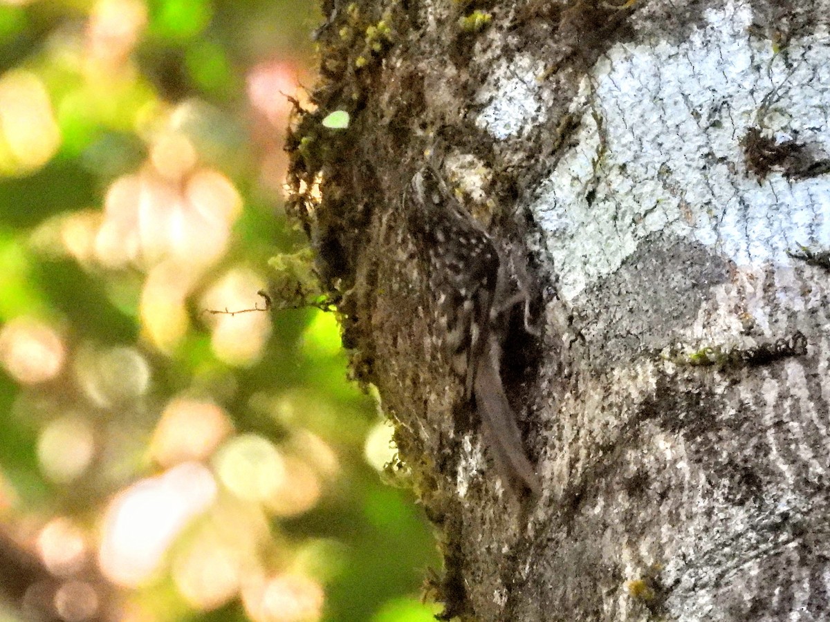 Hume's Treecreeper - ML620695297