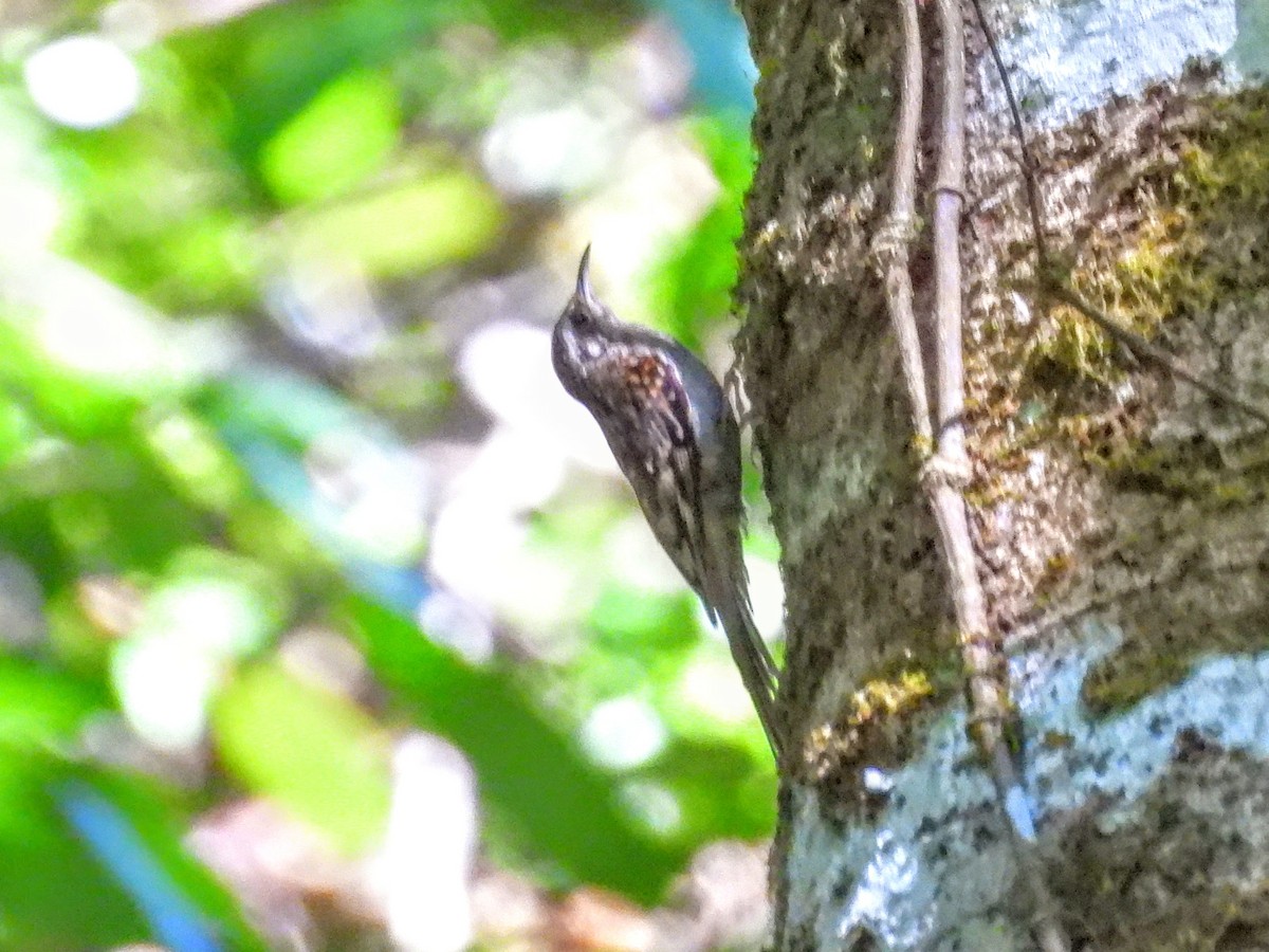 Hume's Treecreeper - ML620695298