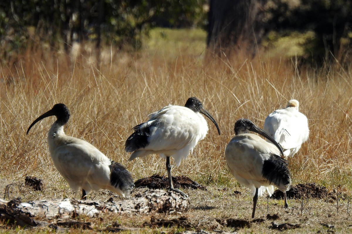 Ibis à cou noir - ML620695301