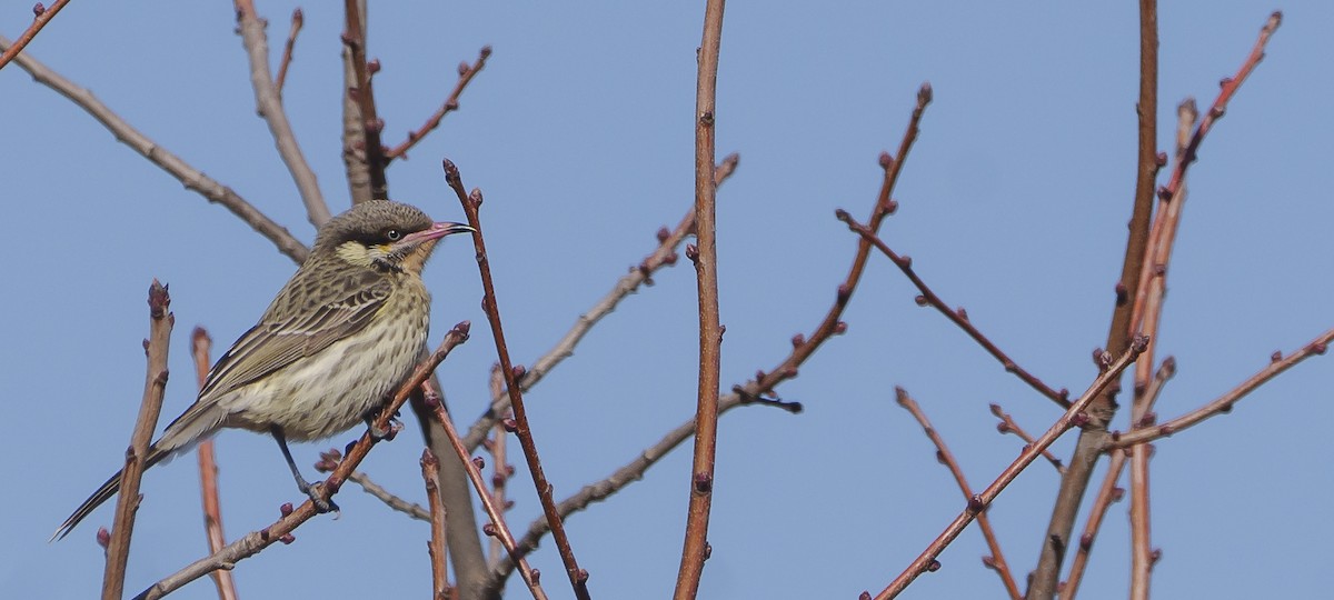 Spiny-cheeked Honeyeater - ML620695304