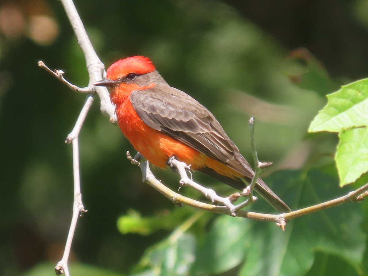 Vermilion Flycatcher - ML620695305