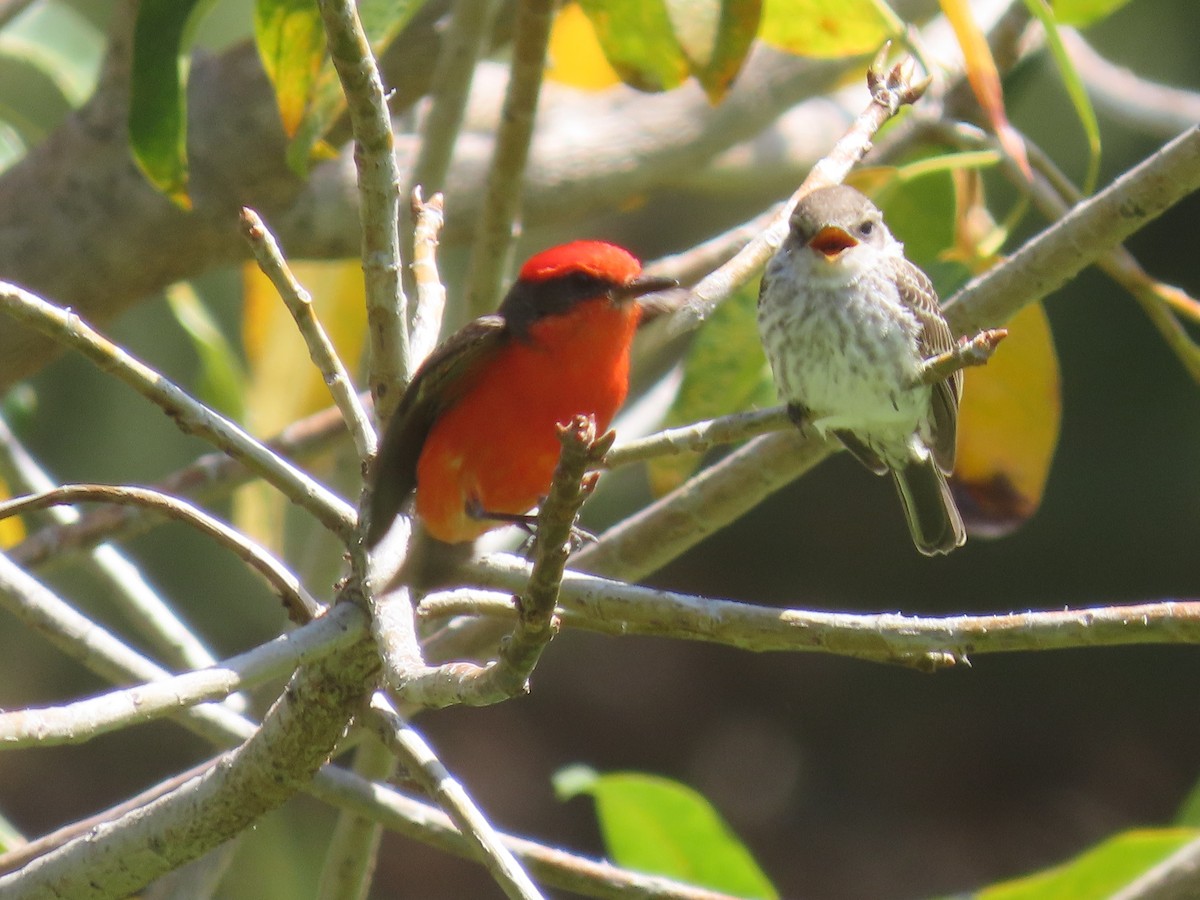 Vermilion Flycatcher - Joyce Brady