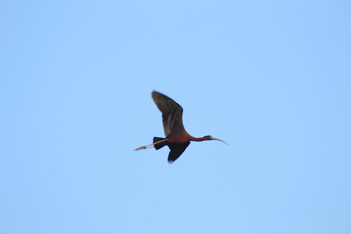 Glossy Ibis - Gilberto González Kuk