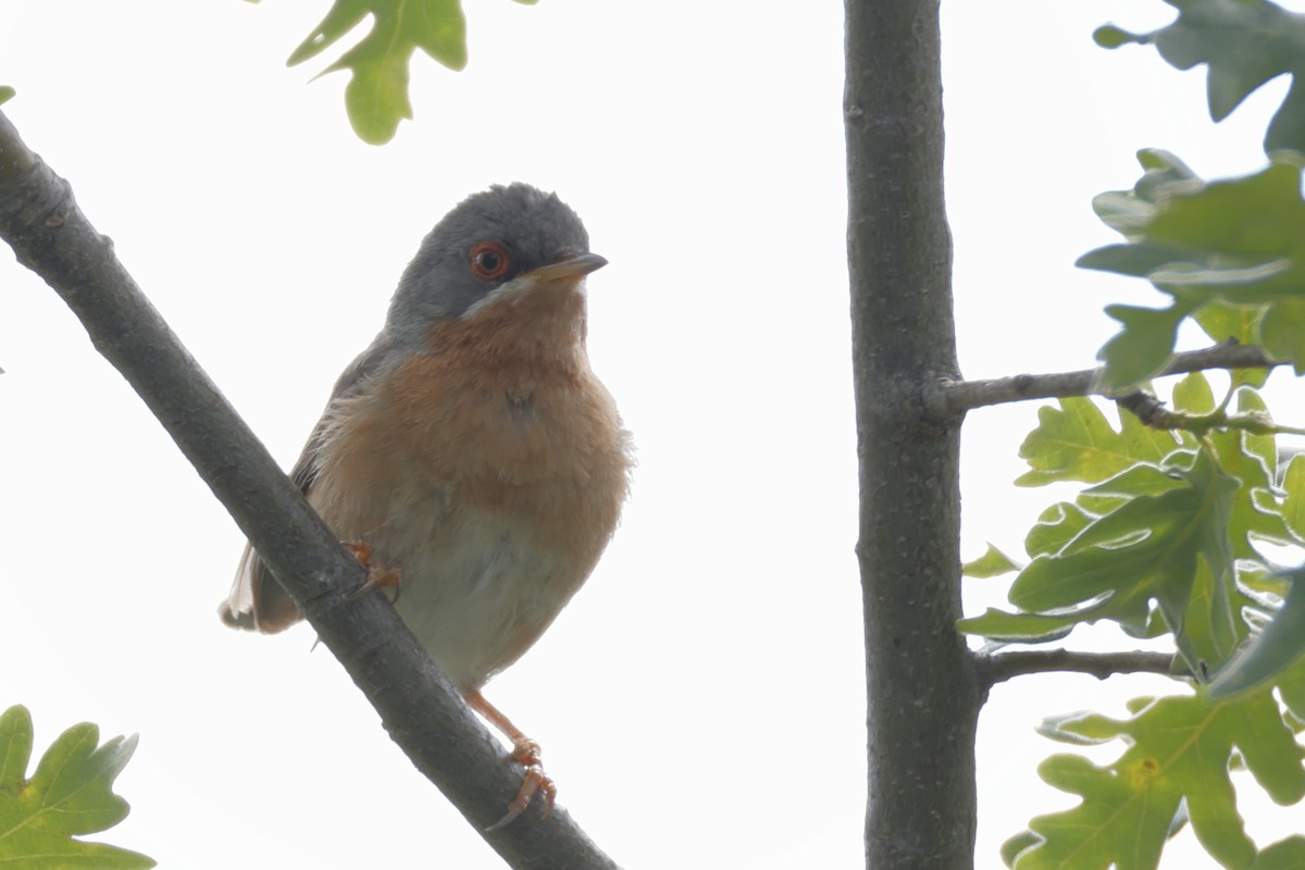 Western Subalpine Warbler - ML620695311