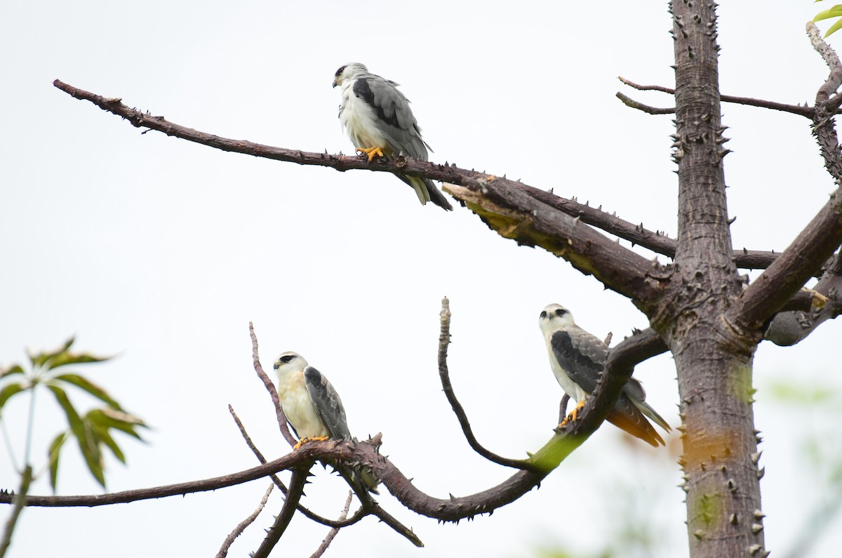 Black-winged Kite - ML620695318