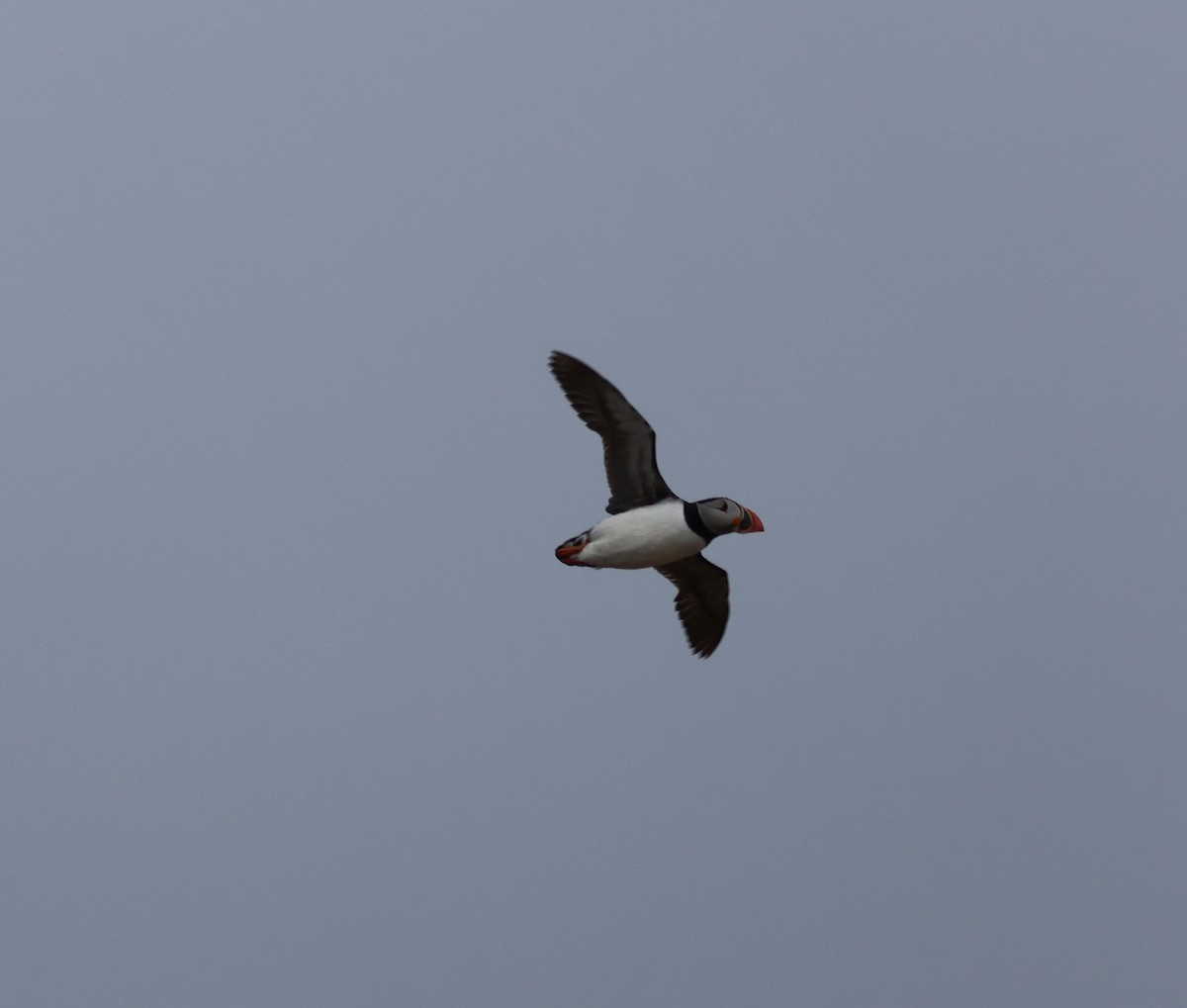 Atlantic Puffin - ML620695319