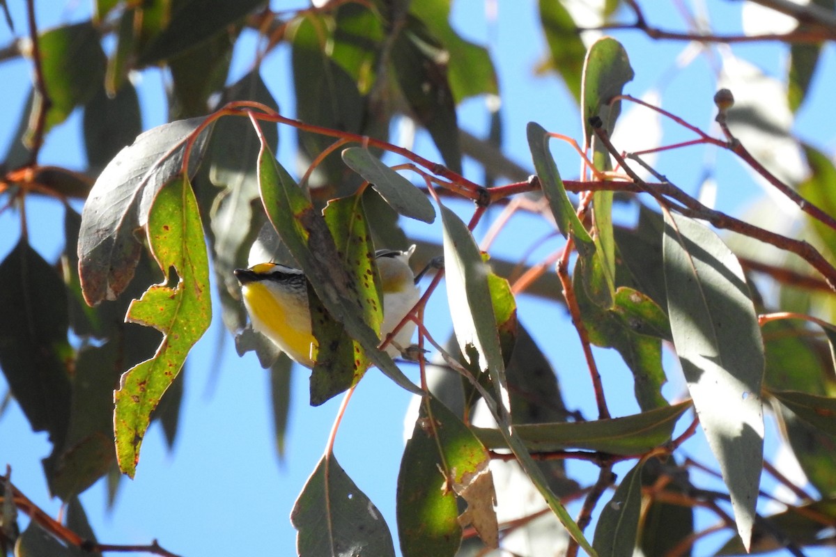 Striated Pardalote - ML620695320