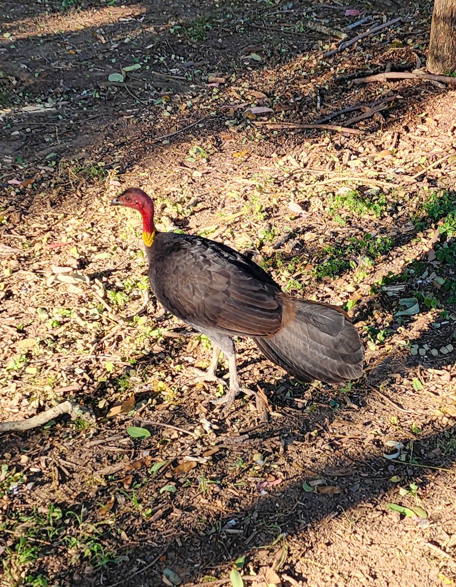 Australian Brushturkey - ML620695321