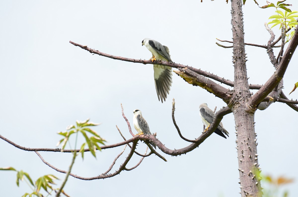 Black-winged Kite - ML620695322