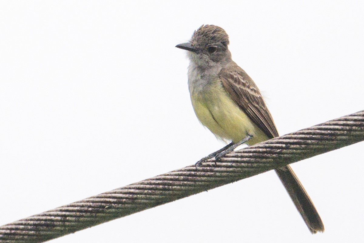 Panama Flycatcher - ML620695324