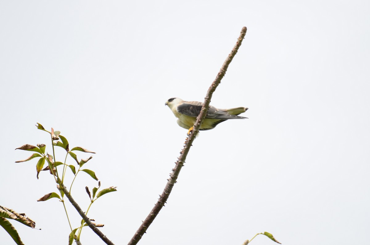 黑翅鳶 - ML620695325