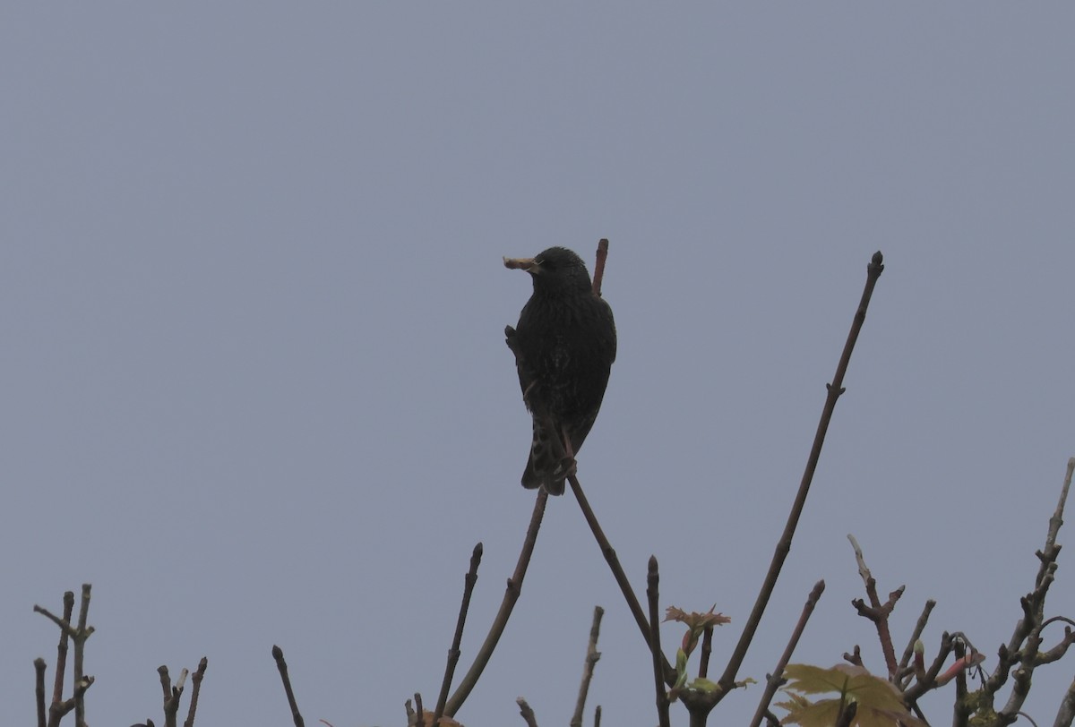 European Starling - ML620695326