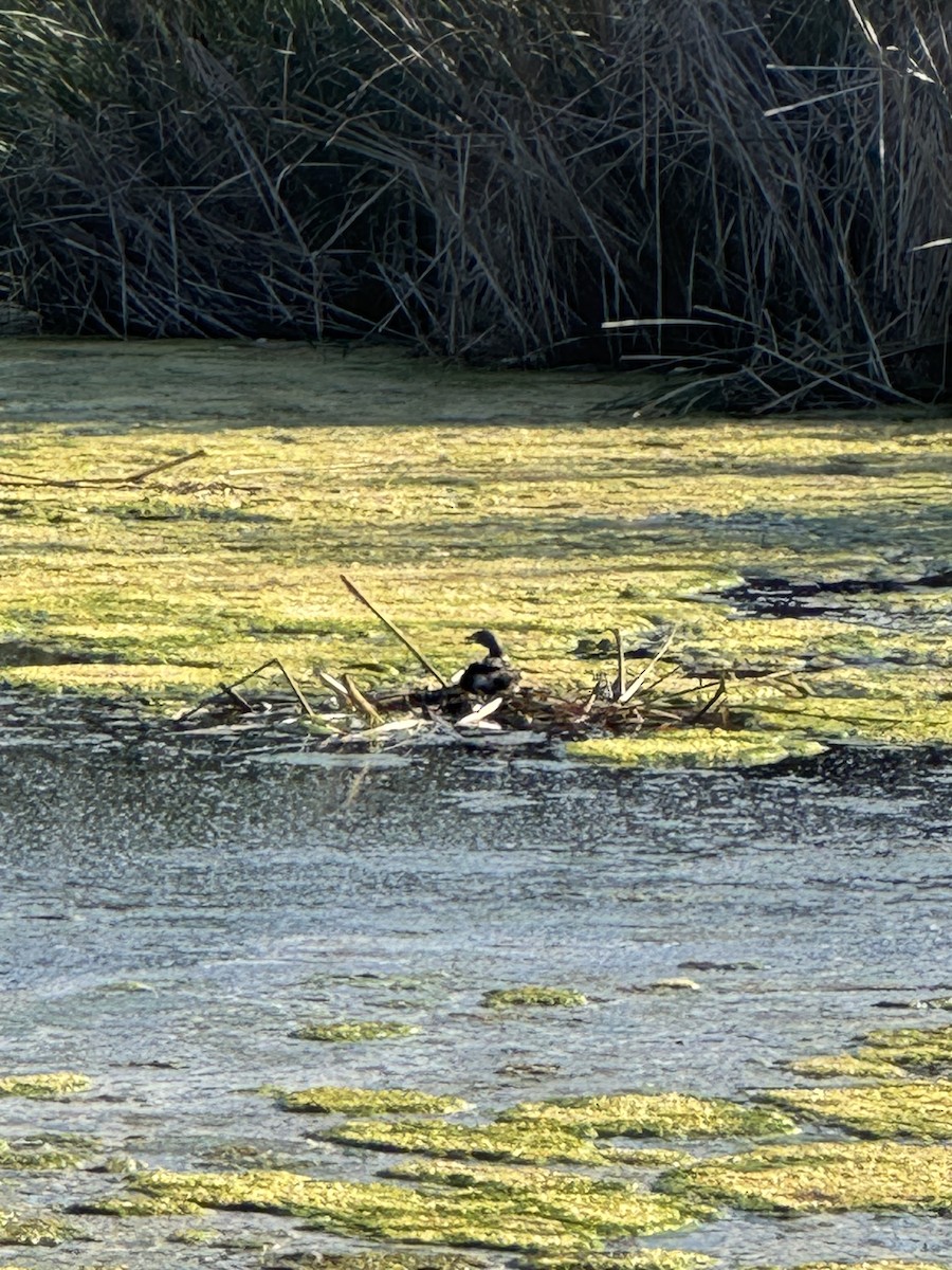 Pied-billed Grebe - ML620695327