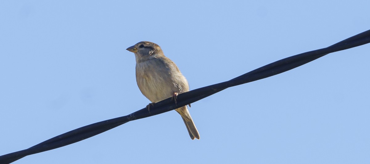 Moineau domestique - ML620695328