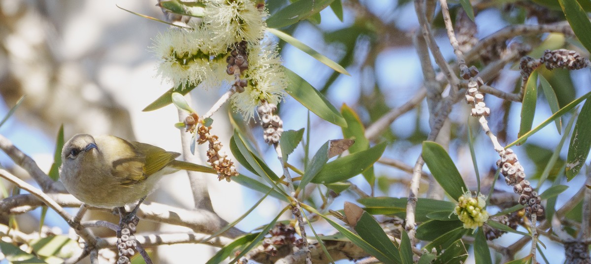 Brown Honeyeater - ML620695330