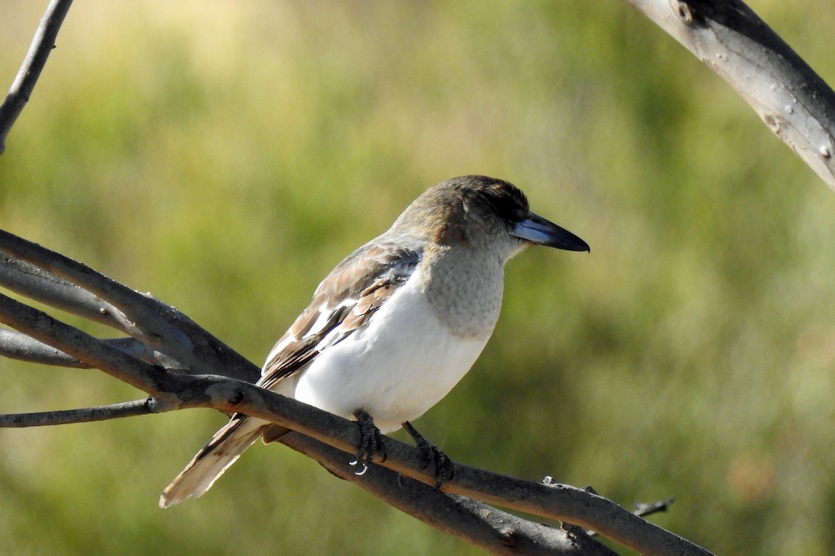 Pied Butcherbird - ML620695332