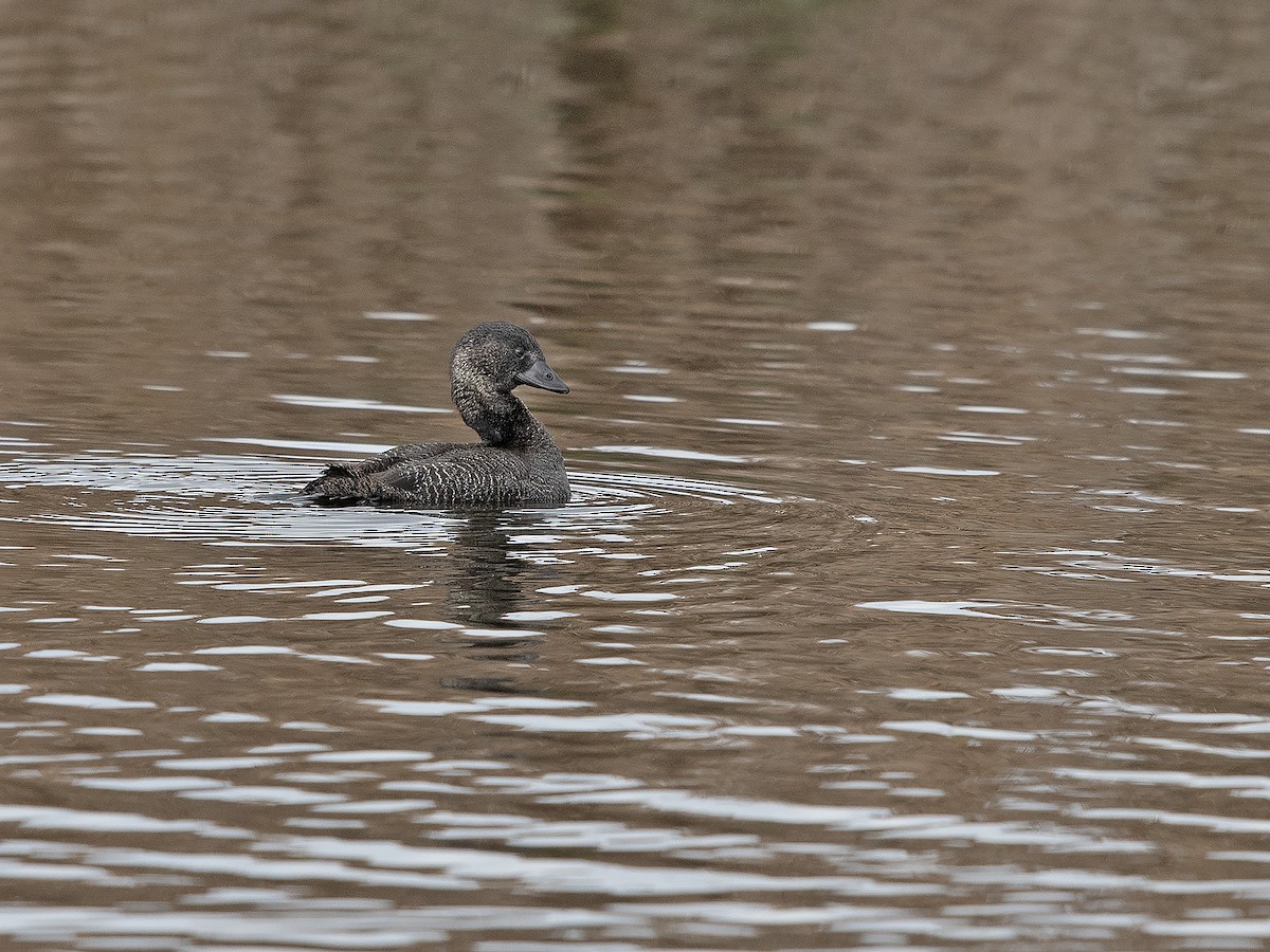 Musk Duck - ML620695333