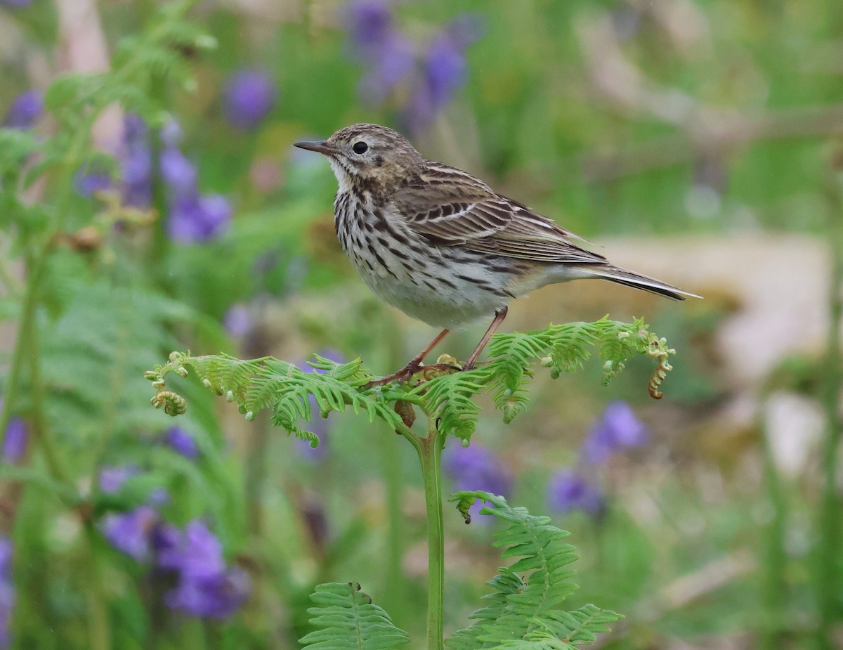 Meadow Pipit - ML620695334