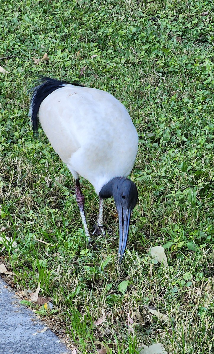 Ibis à cou noir - ML620695336