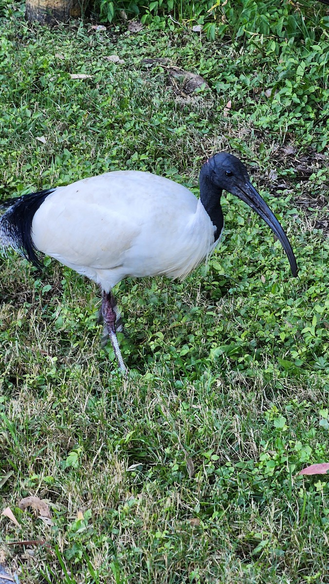 Ibis à cou noir - ML620695337