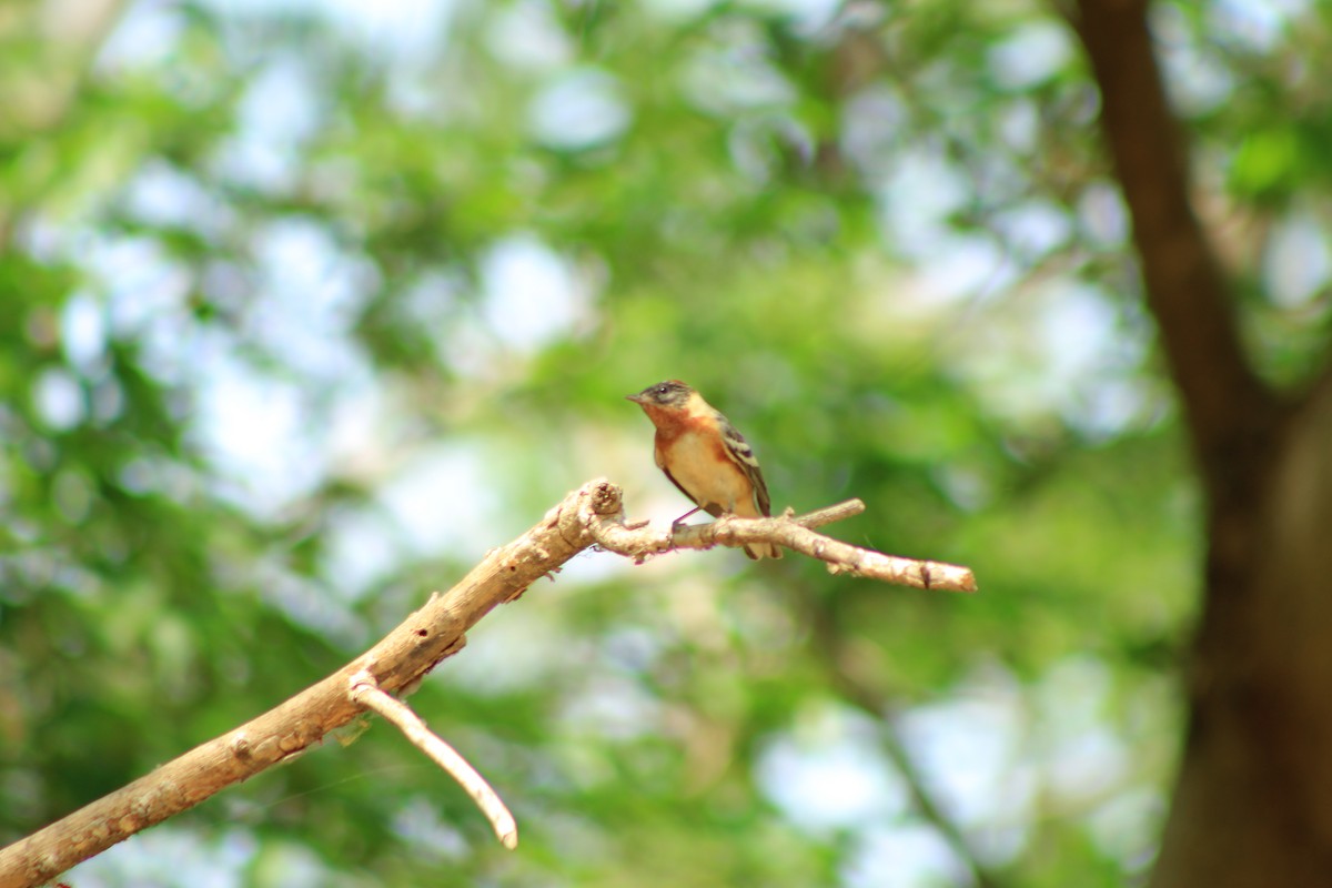 Bay-breasted Warbler - ML620695338