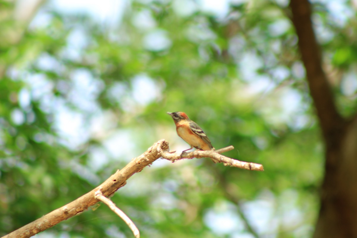 Bay-breasted Warbler - ML620695339