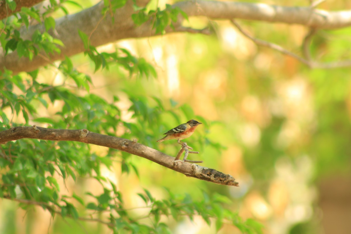 Bay-breasted Warbler - ML620695340