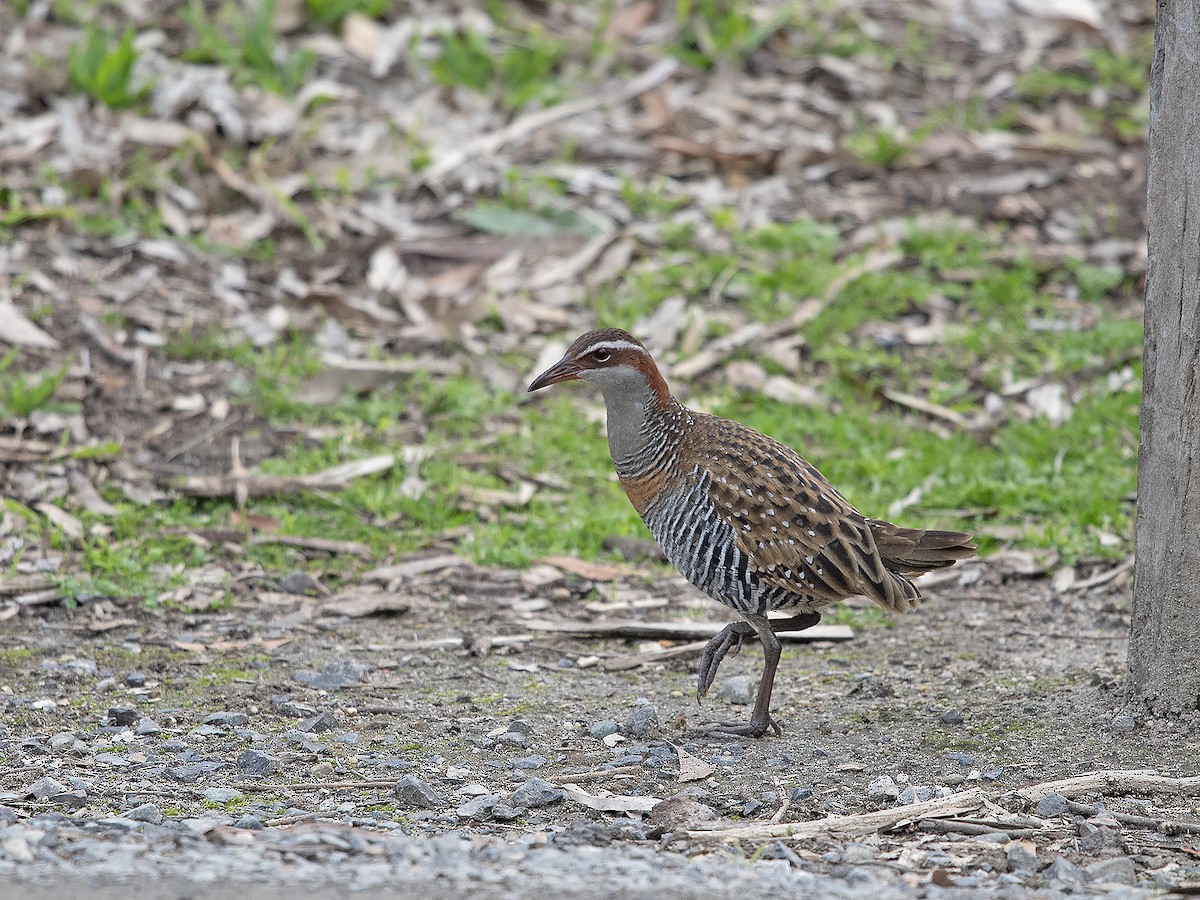 Buff-banded Rail - ML620695343