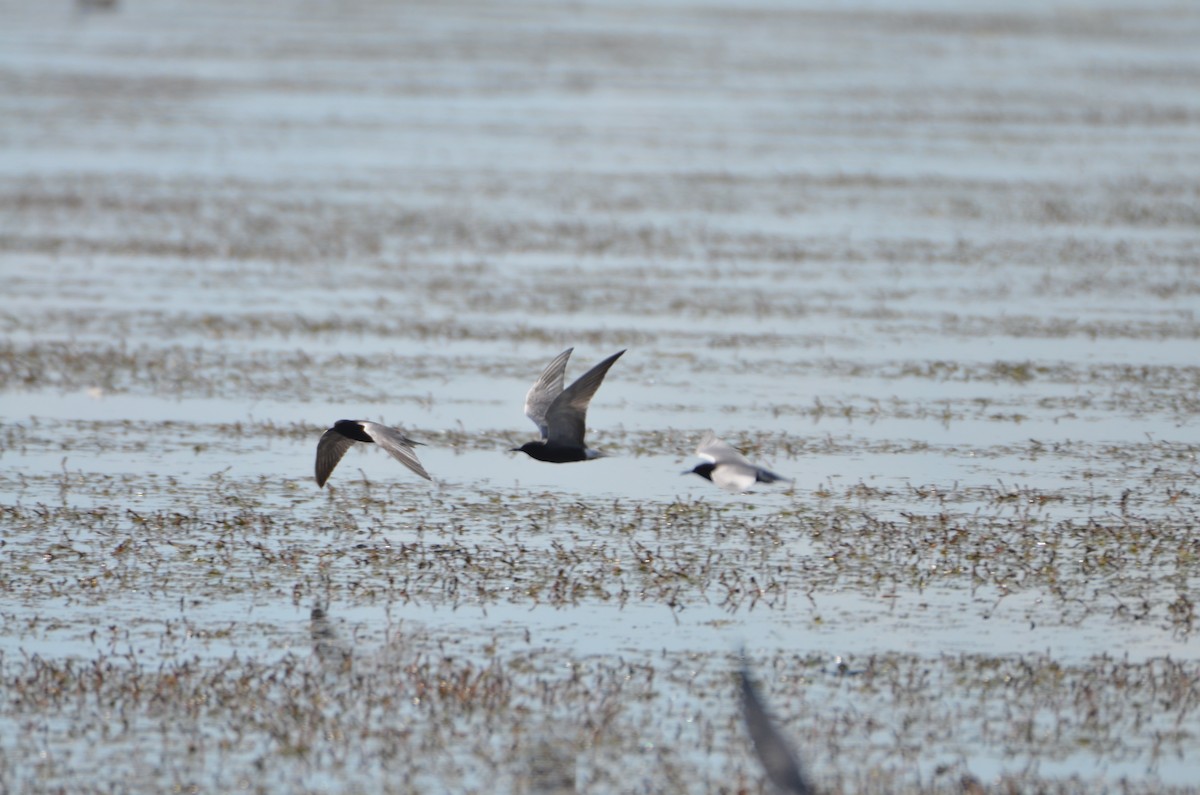 Black Tern - ML620695345