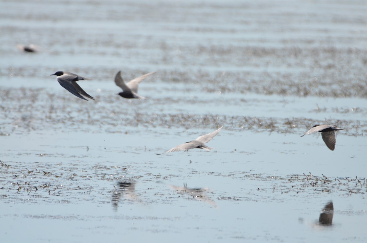 Black Tern - ML620695346