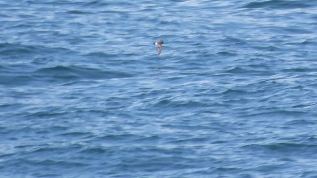 Wilson's Storm-Petrel - ML620695347