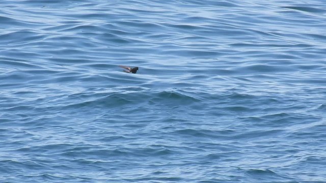 Wilson's Storm-Petrel - ML620695348