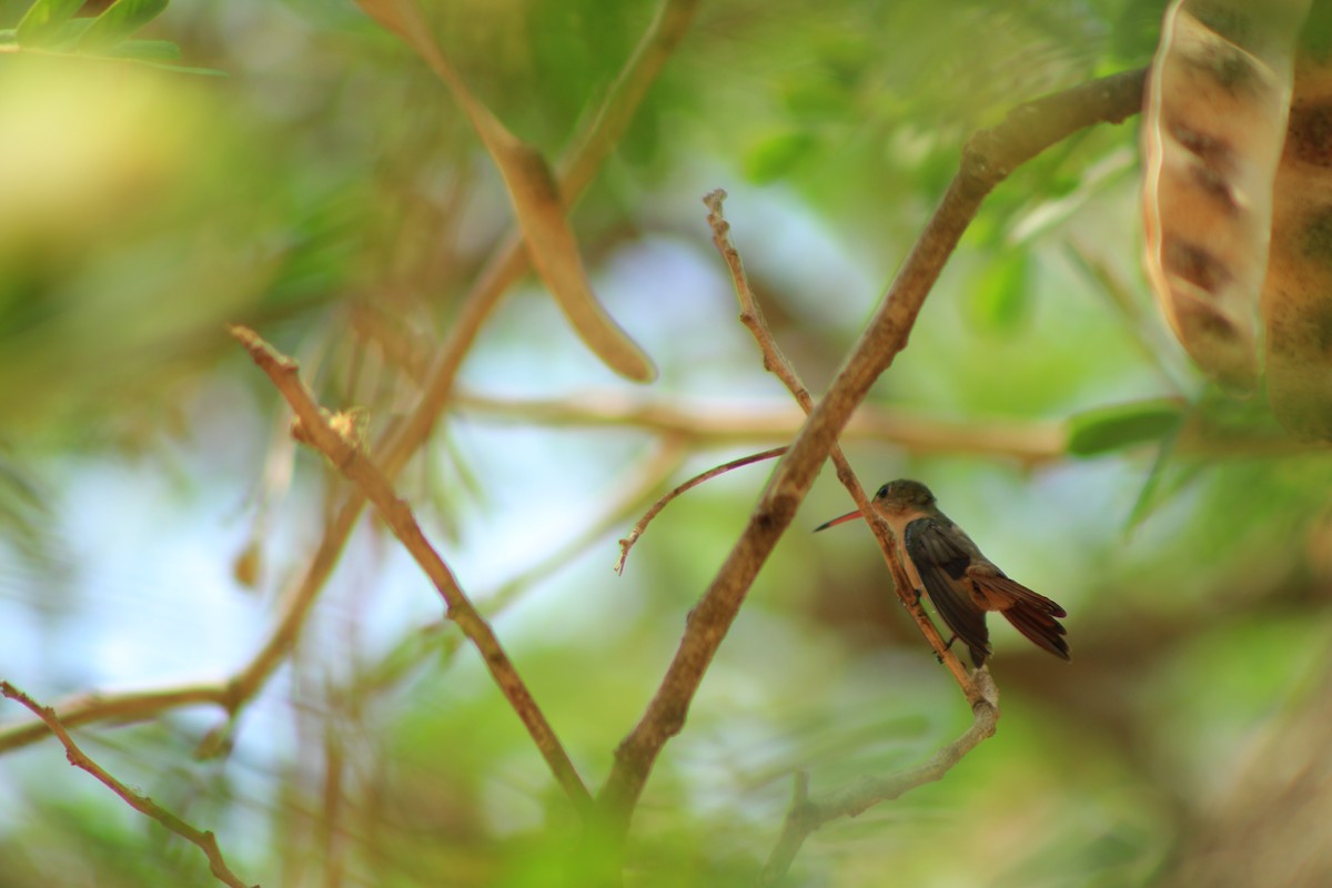 Cinnamon Hummingbird - ML620695350