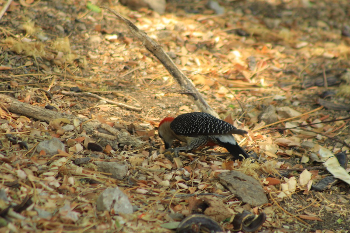 Golden-fronted Woodpecker - ML620695352