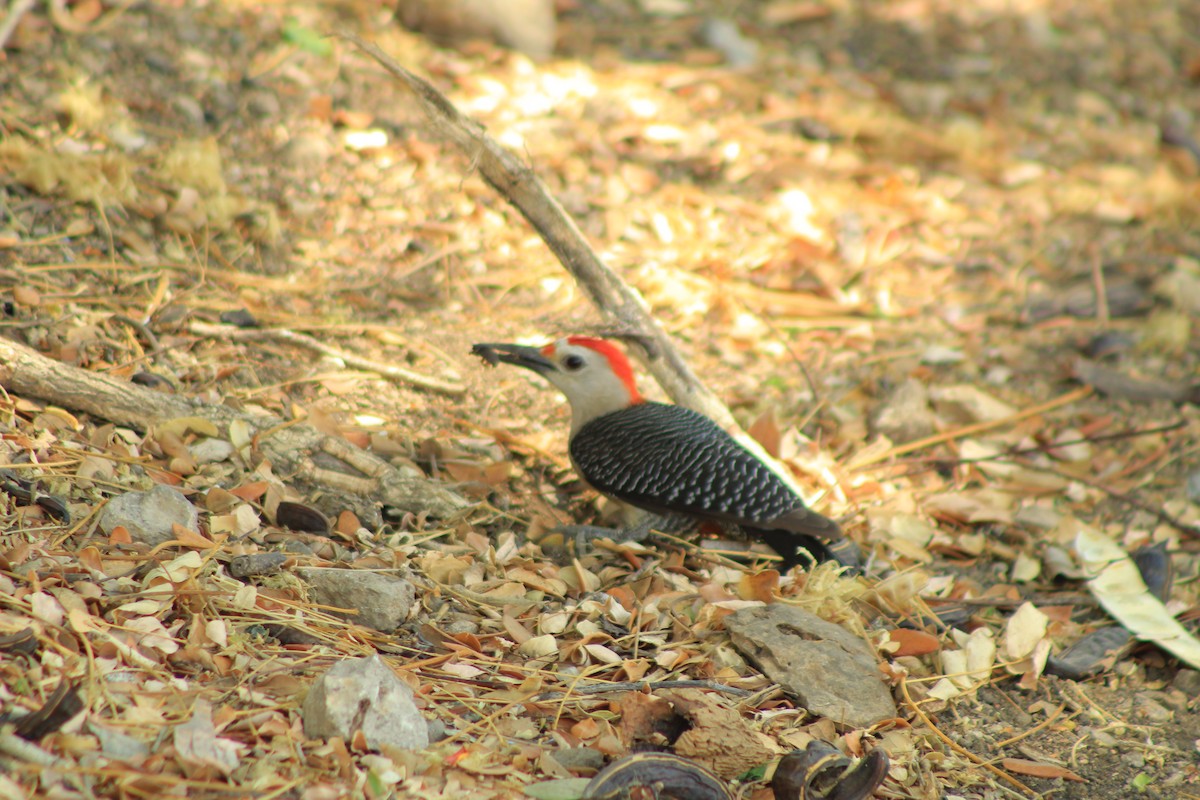 Golden-fronted Woodpecker - ML620695354