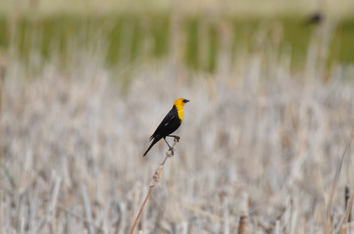 Yellow-headed Blackbird - ML620695355