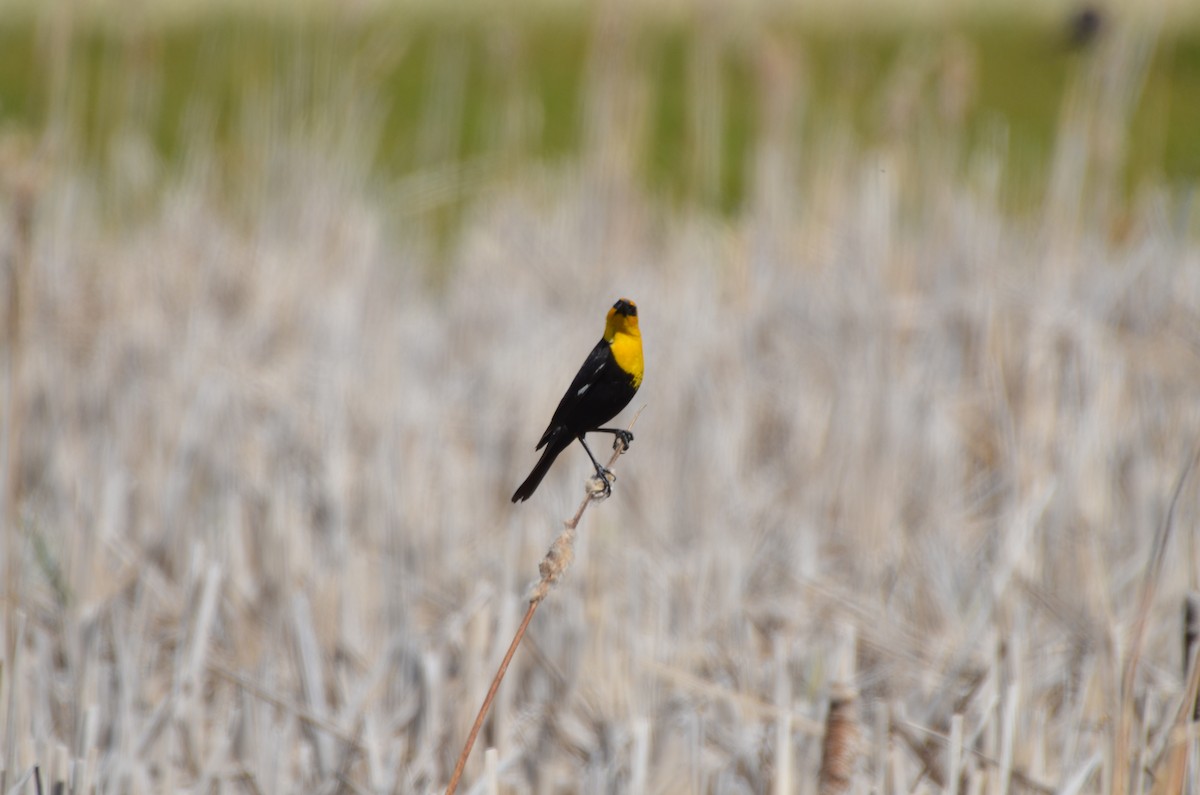 Yellow-headed Blackbird - ML620695356